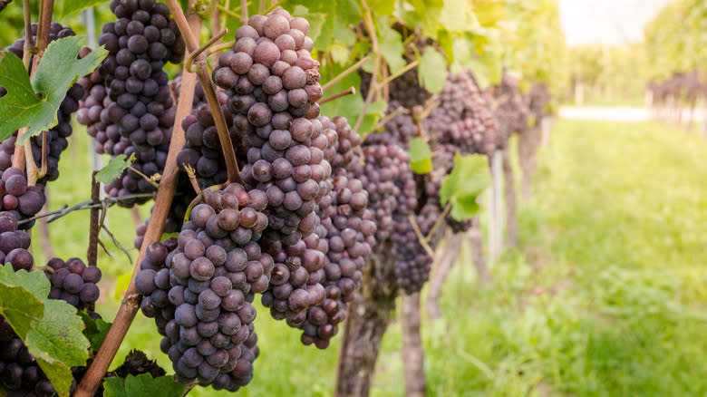 Pinot grigio grapes growing
