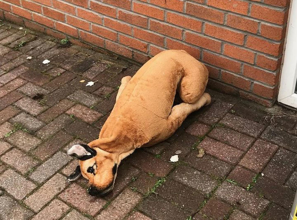 RSPCA inspector Nigel Duguid said he’s relieved the dog wasn’t real. Source: RSPCA Cymru