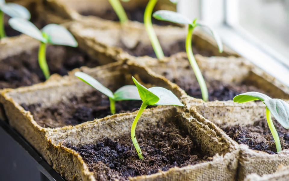 spring jobs to do in uk garden advice sow prune plant cut back now 2022 - Yana Tatevosian / iStockphoto