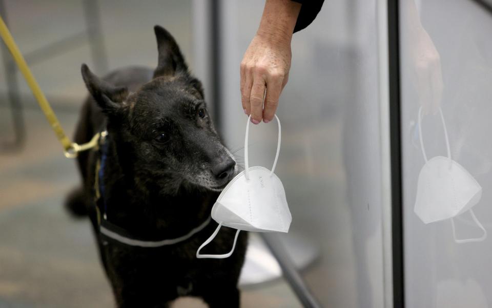 Miami International Airport Tests Use Of Covid-19 Detecting Dogs -  Joe Raedle/Getty