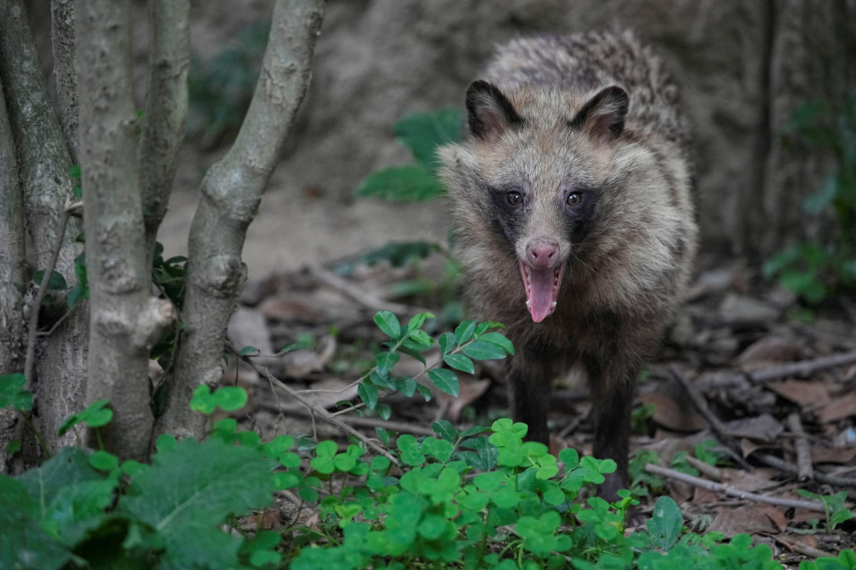 A raccoon dog stands in its enclosure at the Shanghai Zoo.