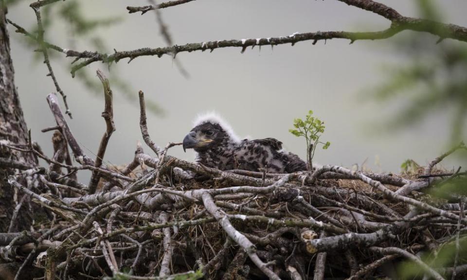 A chick sits in its nest on the Isle of Mull, Scotland.