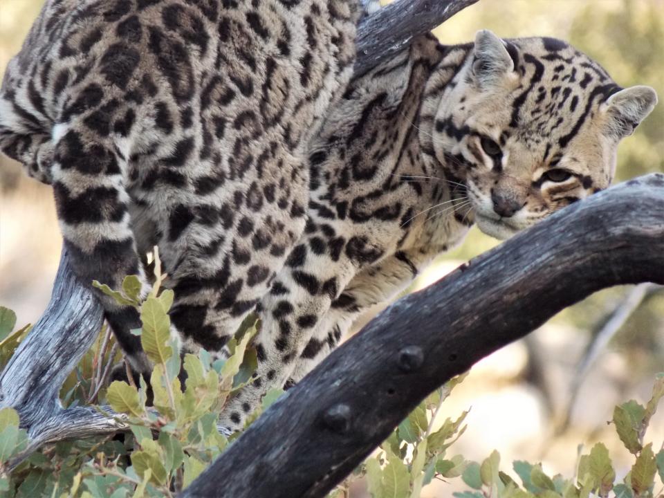 This male ocelot was photographed by a trail camera Jan. 14, 2020, in the Huachuca Mountains area of southern Arizona. Officials say the same cat has been photographed in the past.