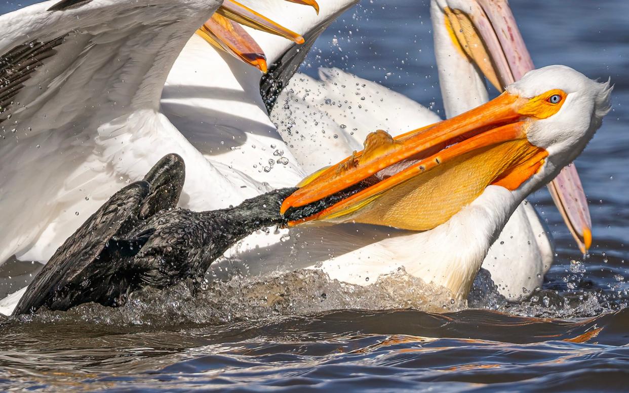 The pelican snatching the fish back