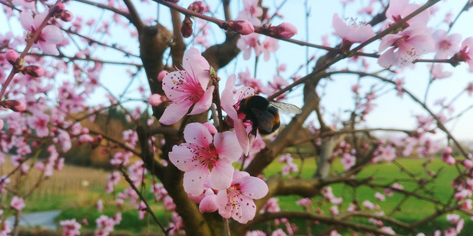 桃花(Photo Credit: fabersam @pixabay.com, License CC0，圖片來源：https://pixabay.com/zh/photos/peach-blossom-bloom-peach-tree-4981257/)