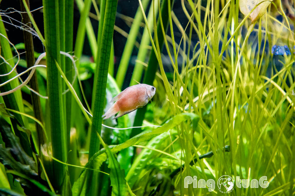 屏東農業科技園區觀賞水族展示廳