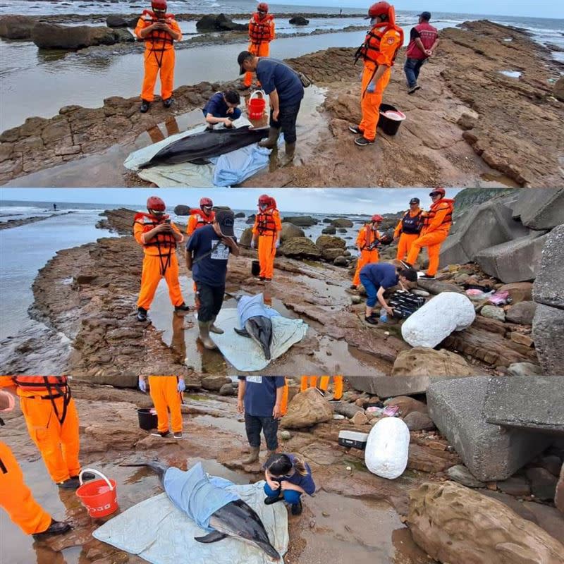 新北萬里驚見活體海豚擱淺，急找20人搬運。（圖／萬里漁會提供）