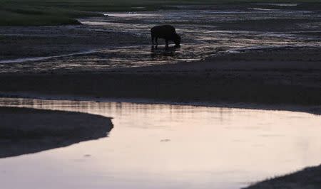 A bison grazes after sunset in Yellowstone National Park, Wyoming, June 7, 2013. REUTERS/Jim Urquhart/File Photo