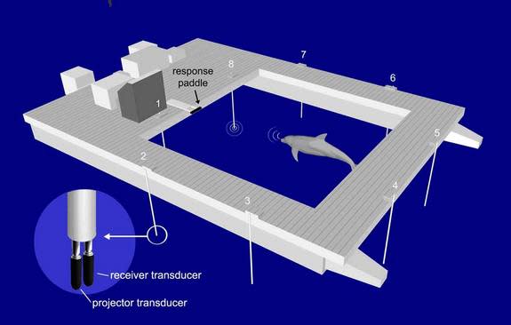 Dolphins were tested using underwater sound projectors. When they detected certain sounds, the dolphins had to press a paddle. The results are detailed online Oct. 17 in the journal PLoS ONE.