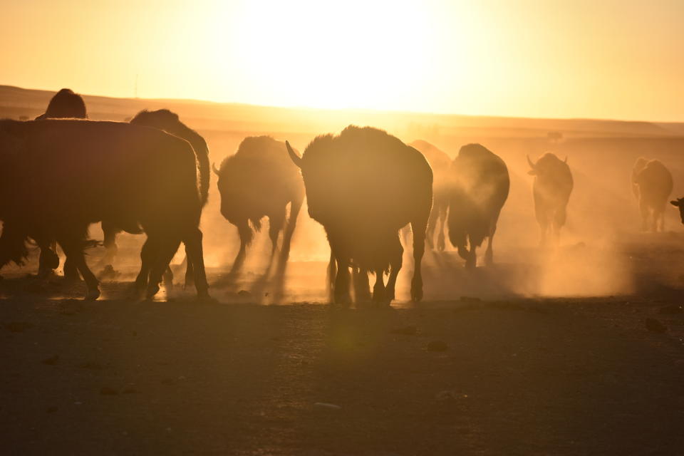 Bison, also known as buffalo, walk in a herd inside a corral at Badlands National Park, on Oct. 13, 2022, near Wall, S.D. The wild animals were corralled for transfer to Native American tribes, part of an effort by Indigenous groups working with federal officials to expand the number of bison on reservations. (AP Photo/Matthew Brown)