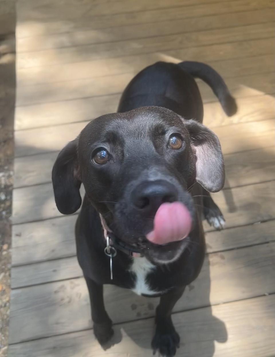 Annie is a sweet, 2-year-old Lab mix who weighs in at just under 65 pounds.