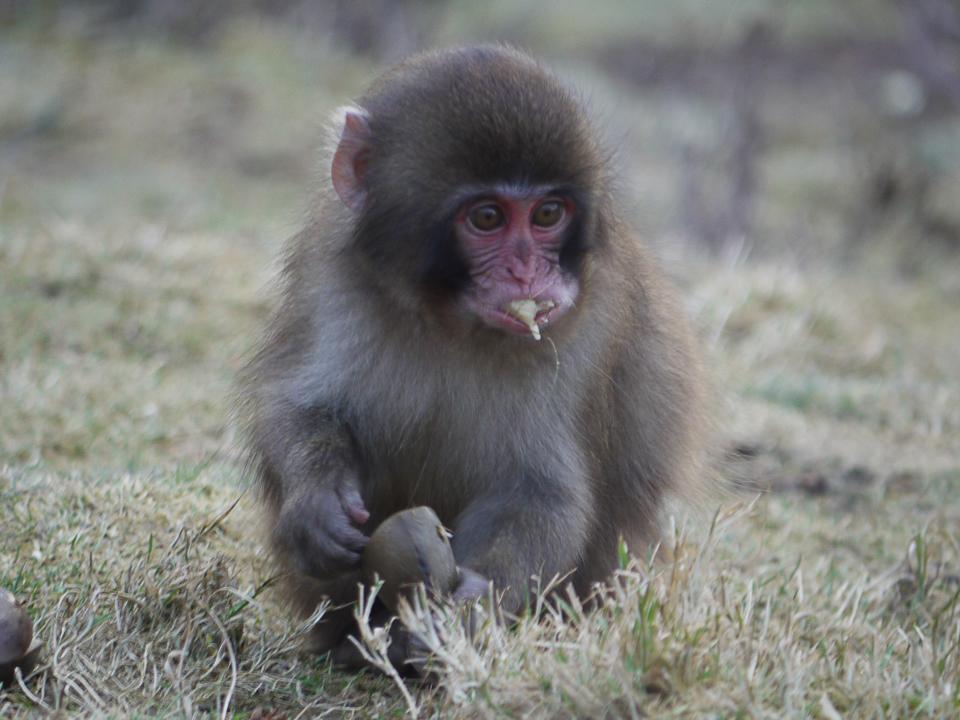 monkey with his mouth full