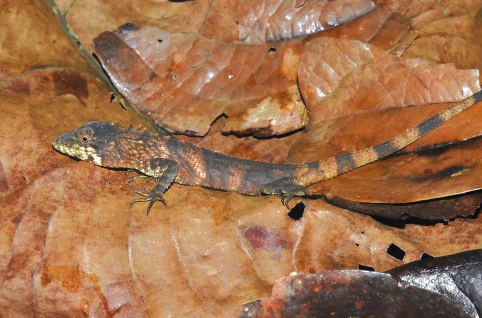 The female Drogon’s false garden lizard, or Pseudocalotes drogon, found on Fraser’s Hill by Hong.