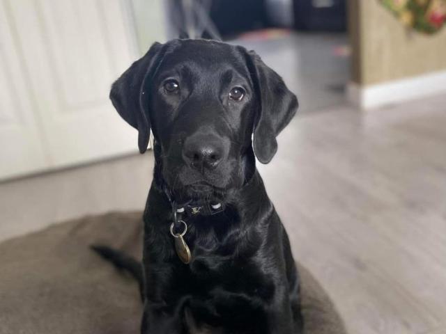 Raising a deals black lab