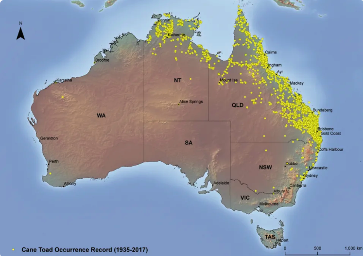 A map details showing where cane toads have been seen in Australia.