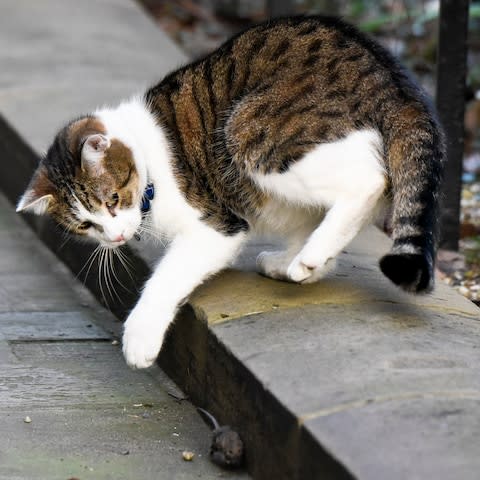 Larry the cat and a mouse - Credit:  Steve Back