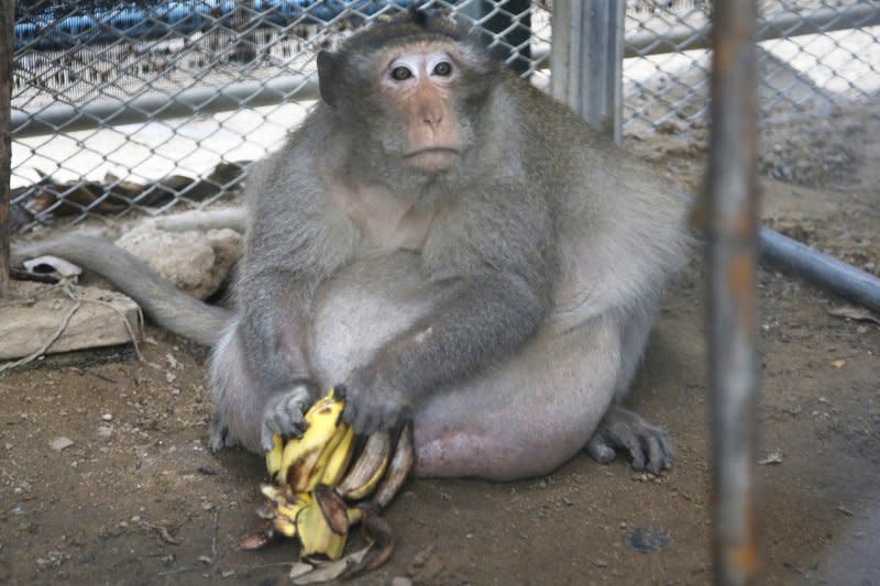 泰國胖猴「肥叔叔」。（美聯社）