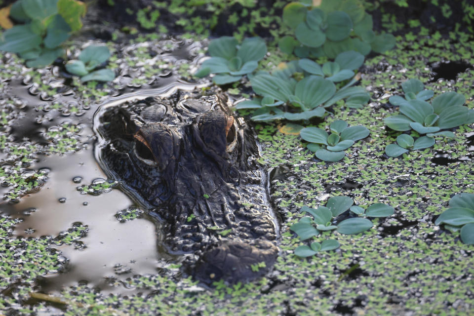 An alligator populates the Wakodahatchee Wetlands on June 27, 2022 in Delray Beach, Florida. / Credit: BRUCE BENNETT / Getty Images