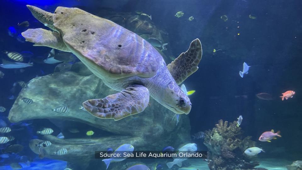 Ted, who calls Sea Life Orlando Aquarium home, was treated to a day of special activities to celebrate his 22nd birthday in 2022.