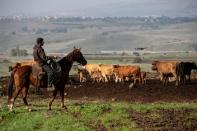 Droves by drone: Israeli cow-herders turn to flying tech to boost efficiency