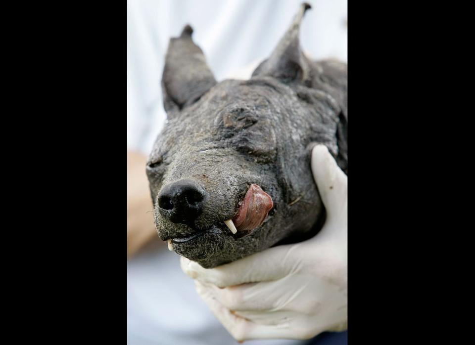 Phylis Canion holds the head of what she called a Chupacabras at her home in Cuero, Texas, on Aug. 31, 2007. She found the strange-looking animal dead outside her ranch and thinks it is responsible for killing many of her chickens.