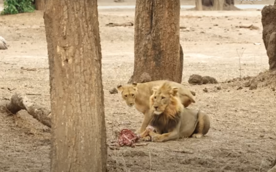 母獅使出美人計色誘正在發情的公獅。（翻攝自Latest Sightings YouTube頻道）