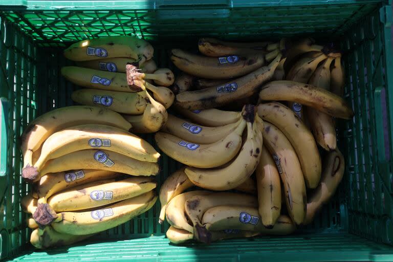 Cuando los convocan, recogen lotes de frutas y verduras que los productores no pudieron vender