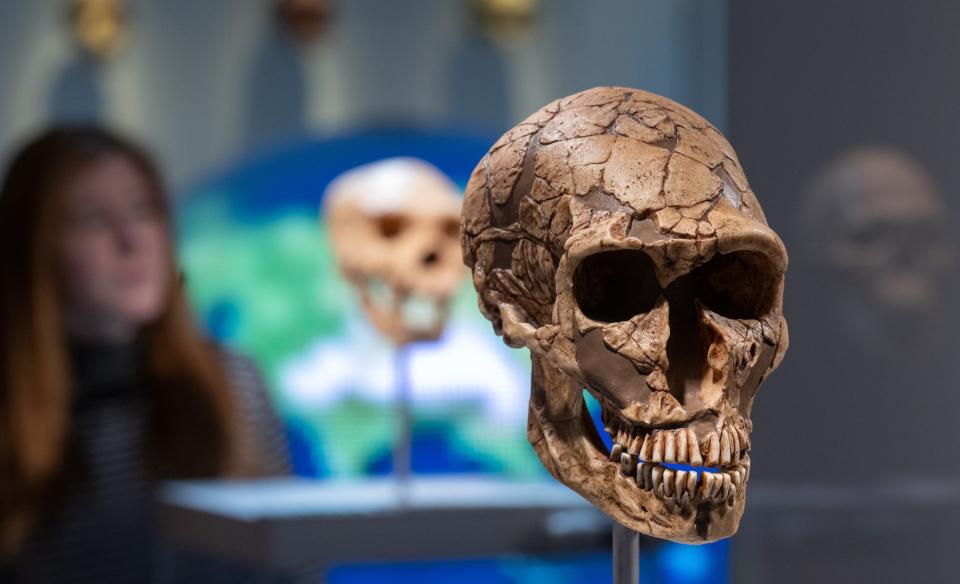 A skull of a Neanderthal is seen in the foreground, the cast is partial, and missing bits of the skull are filled in. The skull is displayed in a museum, a person is seen in the background looking at the skulls.