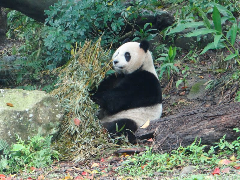 ▲台北市立動物園表示，日前為大貓熊圓仔完成斷牙處理及健檢。（圖／台北市立動物園提供）