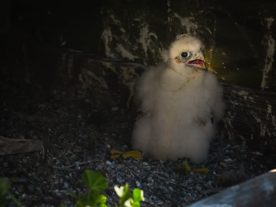 NYC Department of Environmental Protection Research Scientist Christopher Nadareski checks on three newly hatched peregrine falcon chicks in their nest atop the Brooklyn tower of the Verrazzano-Narrows Bridge on Friday, May 24, 2024. (Marc A. Hermann / MTA)