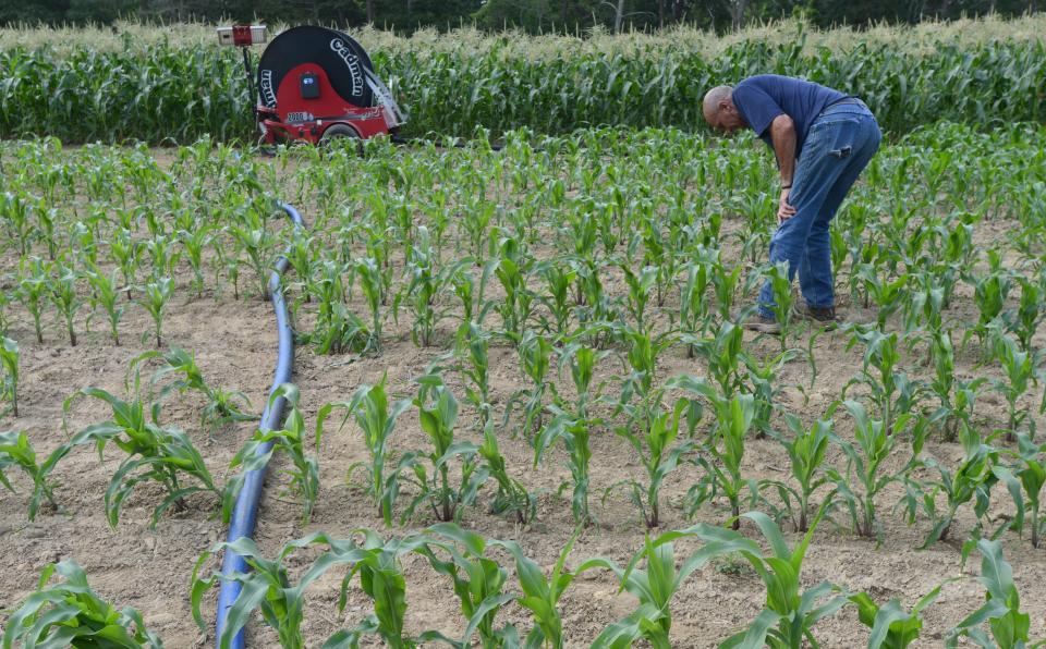 Farmer Geoff Andrews checks on a field of corn recently at the Tony Andrews Farm in East Falmouth. He's spent more than 13 times what he normally spends on irrigation as a result of this season's drought. Steve Heaslip/Cape Cod Times