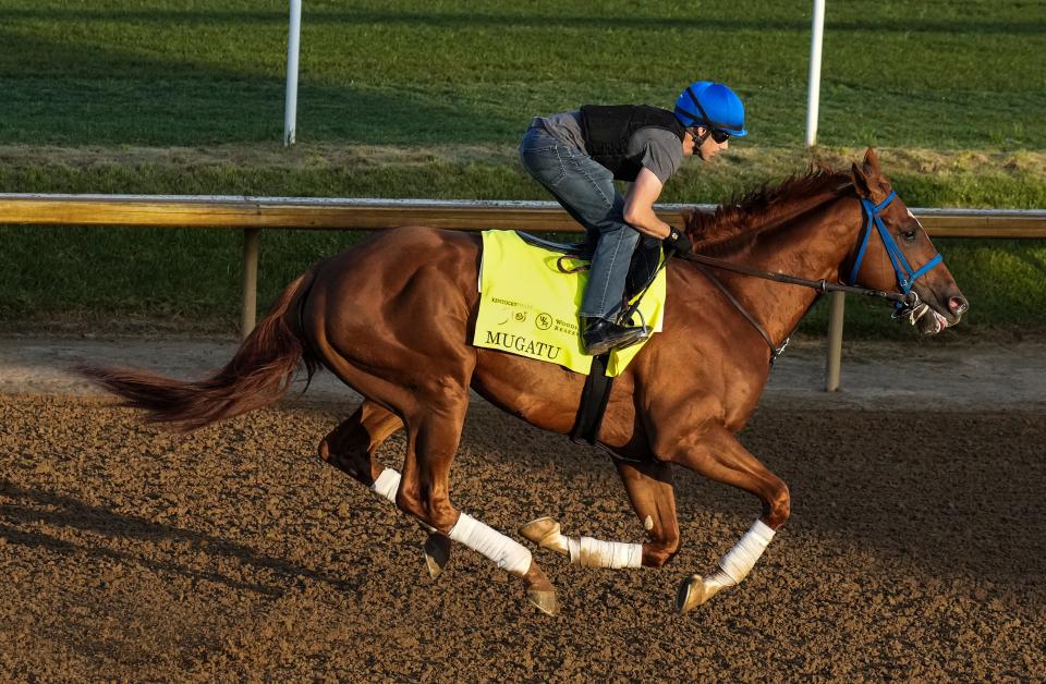 Kentucky Derby contender Mugatu on the works out at Churchill Downs in Louisville, Ky. May 1, 2024.