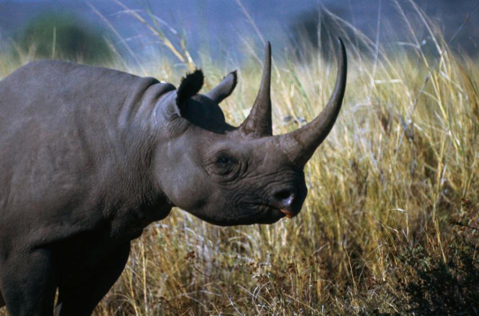 <p><strong>Le rhinocéros noir</strong><br>Établi en Afrique, cet animal est une espèce qui se fait de plus en plus rare. Au cours des trois dernières décennies du XXème siècle, elle s’est vue particulièrement ciblée par le braconnage. En 2004, on ne comptait plus que 3 600 individus répartis entre la Namibie et le Kenya. Crédit photo : Getty. </p>