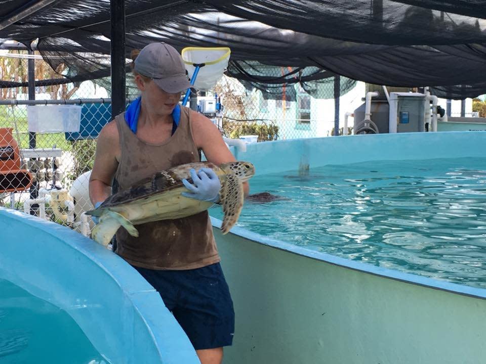 Most of the turtles at the hospital typically reside in an outdoor tidal pool. Before Hurricane Irma hit, the staff relocated the turtles to safer tanks. That included two 33,000-gallon tanks located outside on higher ground that were purchased through a grant for these types of disasters. (Photo: Turtle Hospital/Facebook)