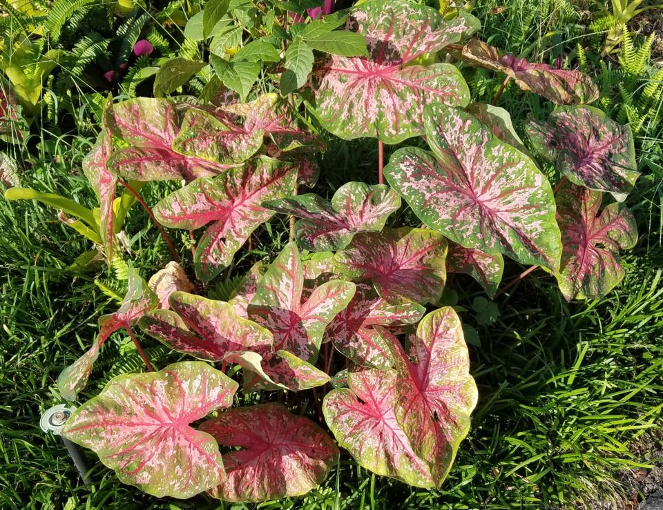 On May 18, check out the May Madness fundraiser for the Brevard Discovery Garden. This event will be all about caladiums (pictured), cannas, berries and more.