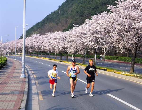 高人氣的慶州櫻花馬拉松賽事（圖/韓國觀光公社）