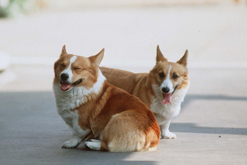 <p> Queen Mother Corgis at Clarence House </p> (Tim Graham/Getty Images)