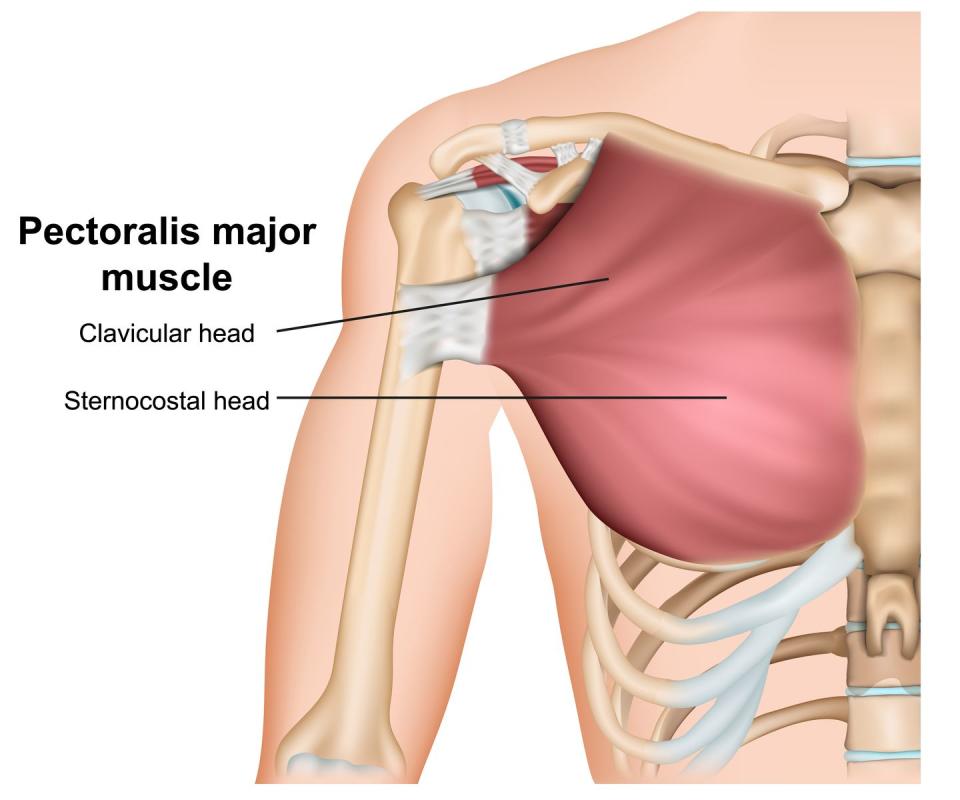 pectoralis major breast muscle anatomy, 3d medical vector illustration on white background