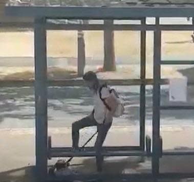 Hayley Smith wurde vor der Kamera dabei gefilmt, wie sie den armen Angel an einer Bushaltestelle in der Stadt trat.  Die Angriffe ereigneten sich wiederholt, sagt die RSPCA (Foto: RSPCA)