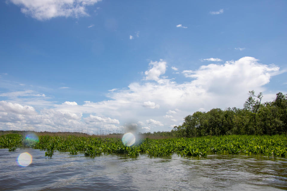 The wild celery seeds were planted in an area of the Nanticoke River protected from rough water by the presence of marshland, shown June 5, 2020. The low-lying greenery is mostly duck corn and spatterdock. To the right is the edge of the nearby wooded wetland.