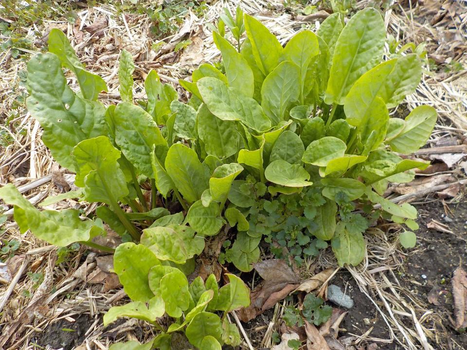 Sorrel is now ready to eat, either raw in salads, sauteed or made into soup.