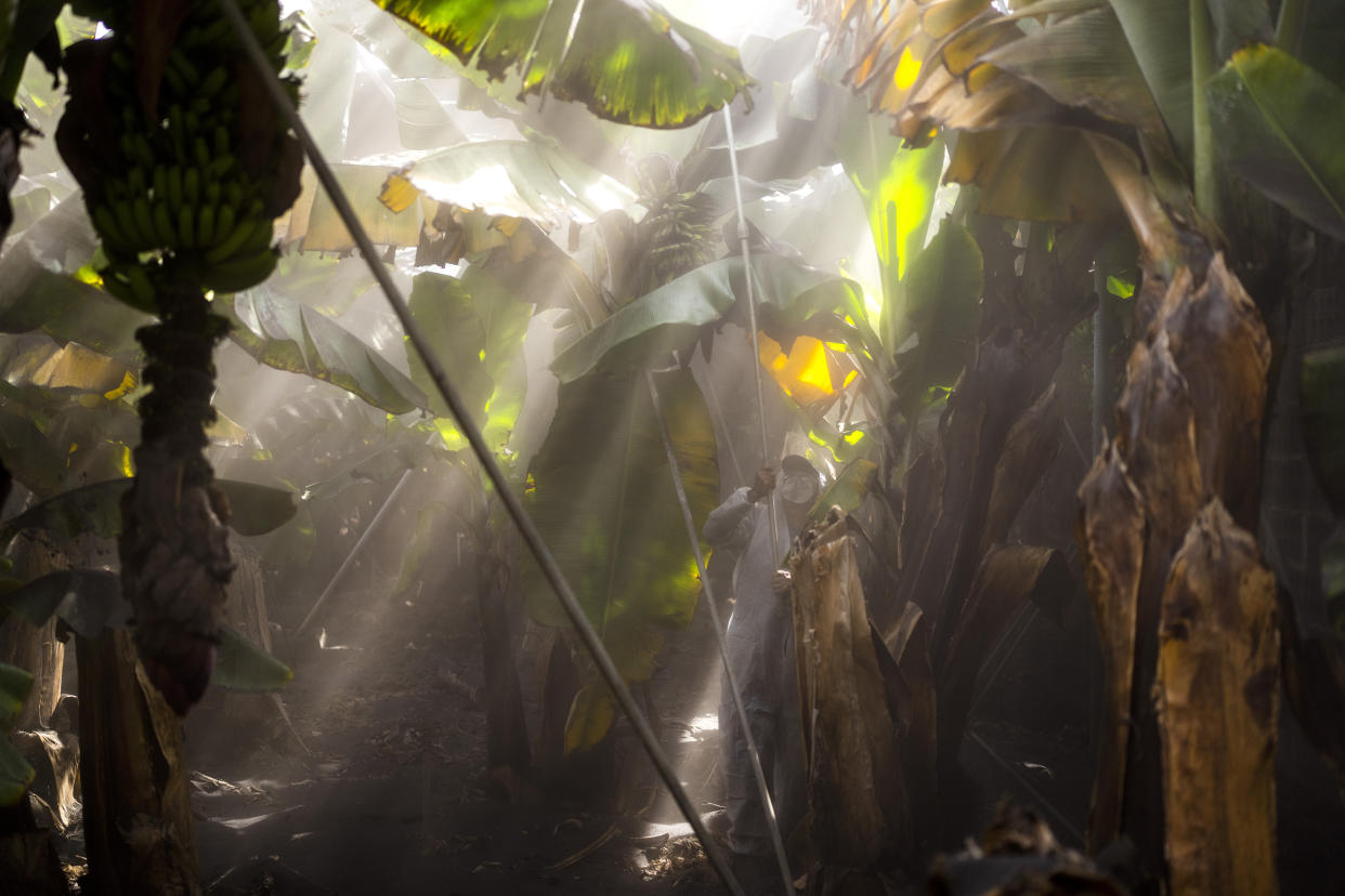 A worker clears ash from the volcano in a banana plantation on the Canary island of La Palma, Spain, Sunday, Oct. 31, 2021. The volcano that has been roaring on Spain's La Palma for over six weeks has destroyed the livelihoods of thousands of farmers and workers who grow and sell the Canary Islands banana. So far, lava flows have covered over 390 acres of land dedicated to the cultivation of the sweet yellow fruit that feeds 30% of the economic motor of the Atlantic island. (AP Photo/Emilio Morenatti)