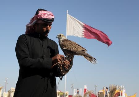 A Qatari man prepares his falcon to participate in a falcon contest during Qatar International Falcons and Hunting Festival at Sealine desert, Qatar January 29, 2016. REUTERS/Naseem Zeitoon