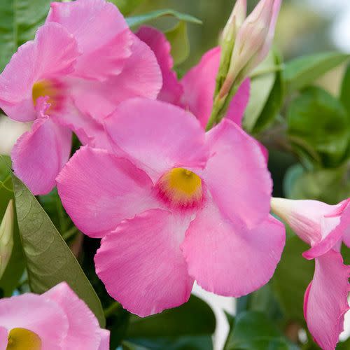 <p><a href="https://www.provenwinners.com/plants/mandevilla/sun-parasol-giant-pink-mandevilla-hybrid" rel="nofollow noopener" target="_blank" data-ylk="slk:Shop Now;elm:context_link;itc:0;sec:content-canvas" class="link ">Shop Now</a></p><p>Sun Parasol Giant Pink Mandevilla Hybrid</p><p>provenwinners.com</p><p>$17.99</p><span class="copyright">Proven Winners</span>