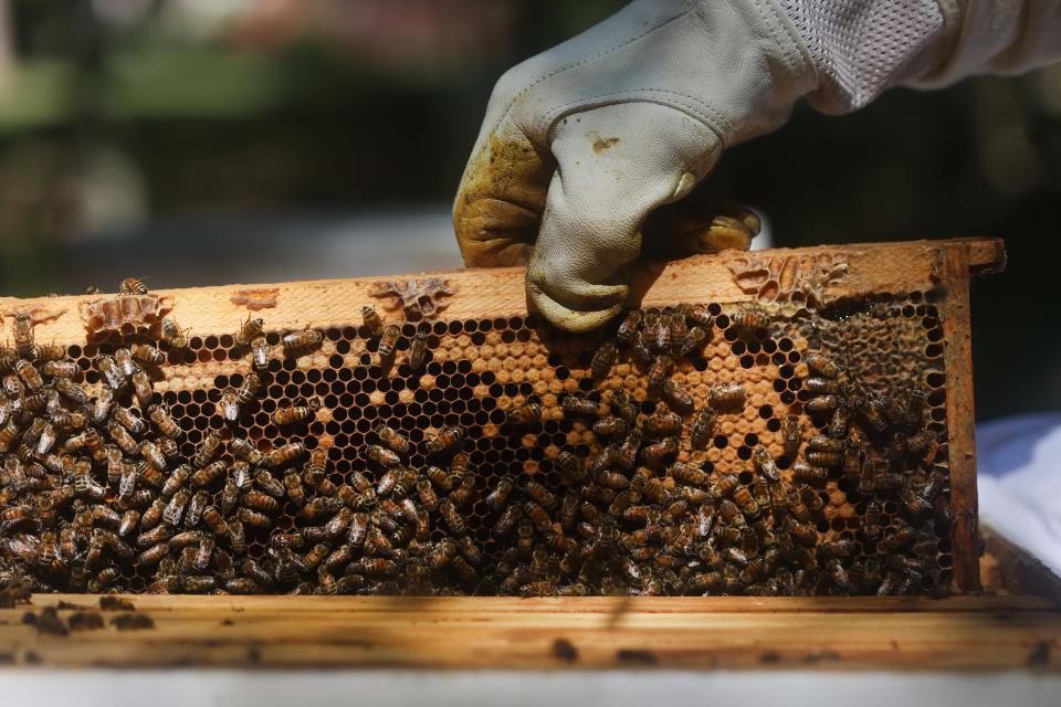 Beekeeper Mike Finnern tends to his apiary at his Bartlett home on Monday, June 20, 2022. 