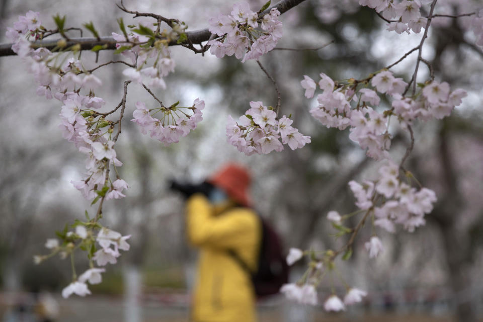 A visitor wearing a face mask takes photos near cherry blossoms at the Yuyuantan Park in Beijing on Thursday, March 26, 2020. While many of the city's world-famous tourist sites, including the sprawling Forbidden City ancient palace complex, remain closed due to the coronavirus outbreak, spring weather and budding cherry blossoms are coaxing outdoors citizens who have been largely confined to home for the last two months. (AP Photo/Ng Han Guan)