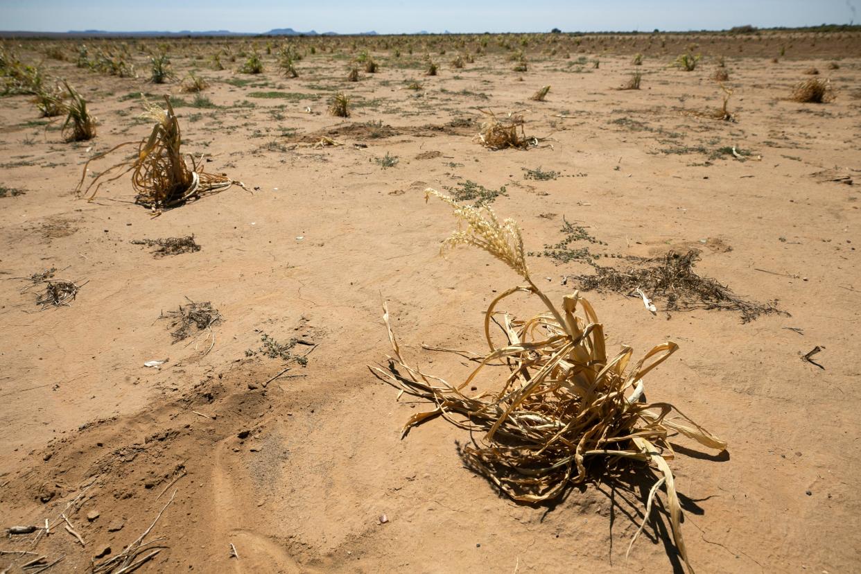 A corn plant that died before producing ears of corn remains on a field below Second Mesa on the Hopi Reservation on Sept. 10, 2020. Rising temperatures and years of drought are making traditional dryland farming more challenging for Hopi families.