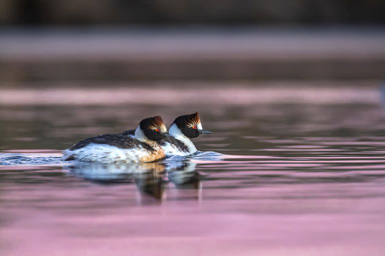 Macá tobiano (Podiceps gallardoi), un ave endémica de la Patagonia austral