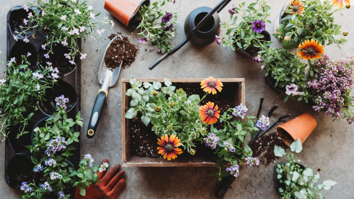  Top view of flowers in pots with gardening tools on grey floor. 