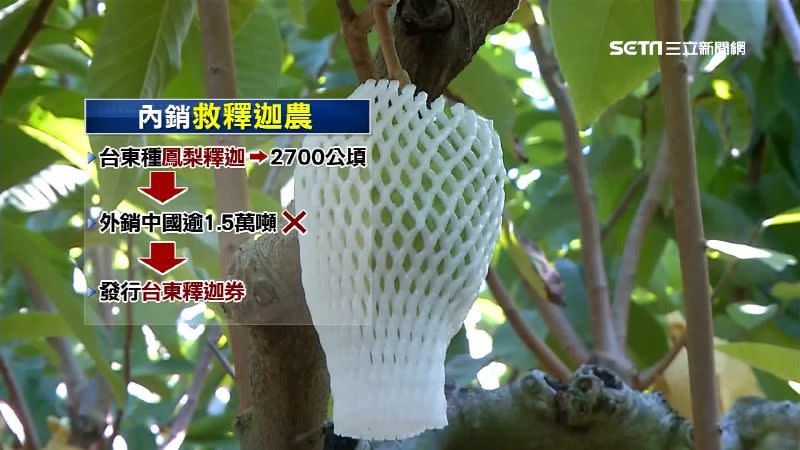 台灣每年鳳梨釋迦外銷中國產量超過1萬5000公噸，而現今中國不買單。